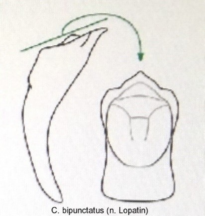 cryptocephalus_bipunctatus_aed.jpg