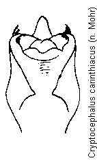 cryptocephalus_carinthiacus.gif
