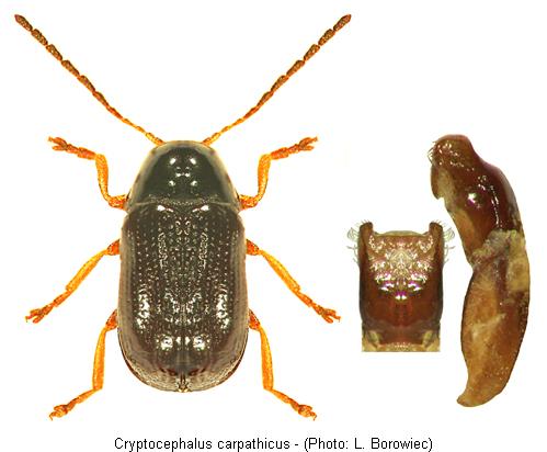 cryptocephalus_carpathicus.jpg