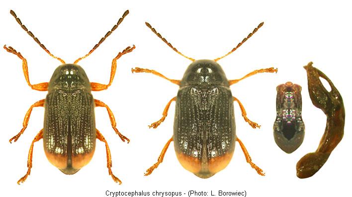 cryptocephalus_chrysopus.jpg