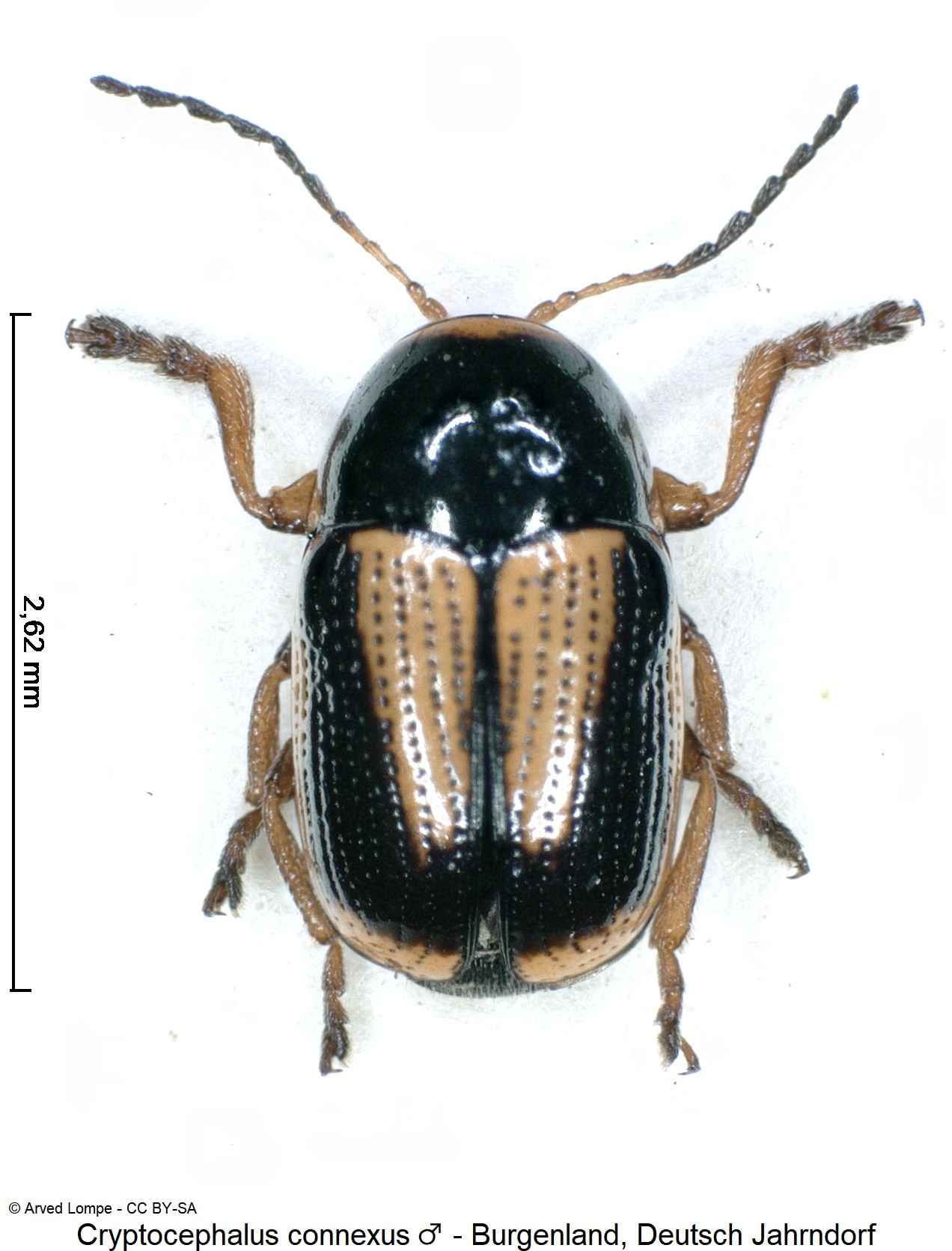 cryptocephalus_connexus_m_ck11692_hab.jpg
