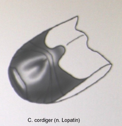 cryptocephalus_cordiger_abd.jpg