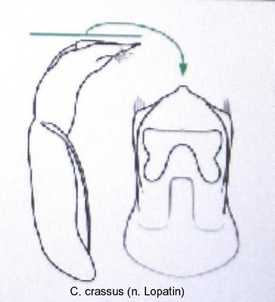 cryptocephalus_crassus_aed.jpg