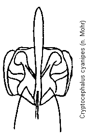 cryptocephalus_cyanipes.gif