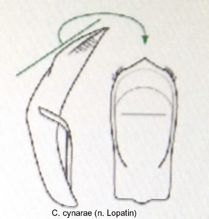 cryptocephalus_cynarae_aed.jpg