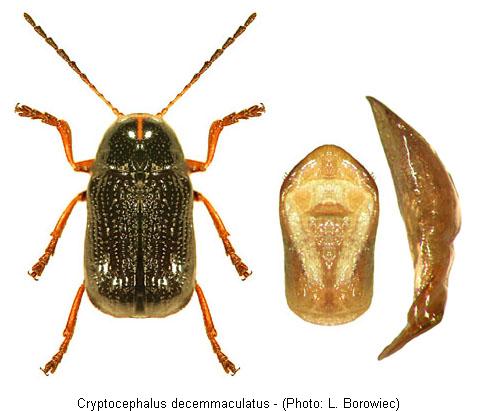 cryptocephalus_decemmaculatus1.jpg