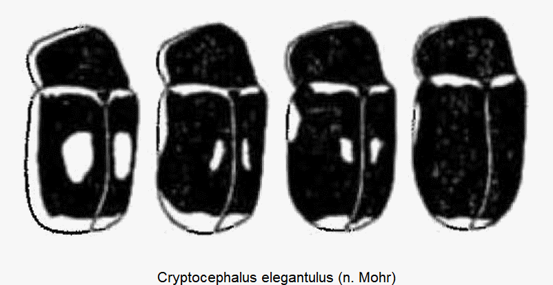 cryptocephalus_elegantulus_vgl.gif
