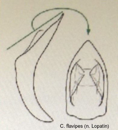 cryptocephalus_flavipes_aed.jpg