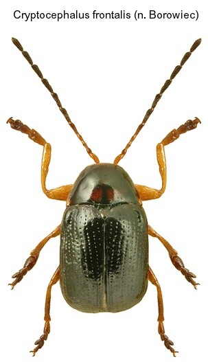 cryptocephalus_frontalis.jpg