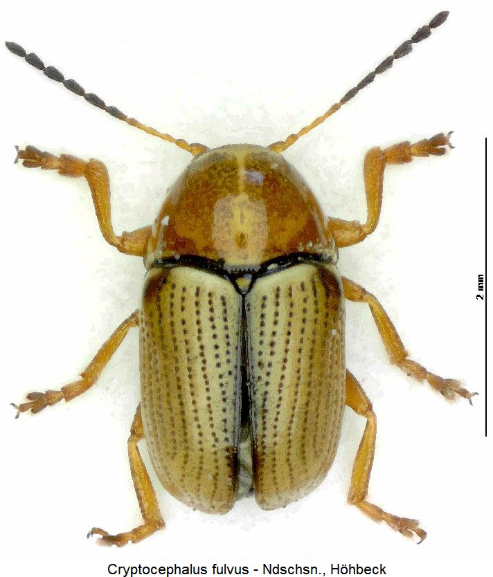 cryptocephalus_fulvus_hab.jpg