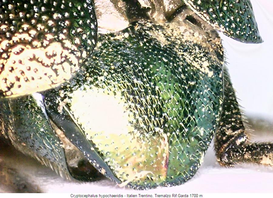 cryptocephalus_hypochaeridis_abdomen.jpg