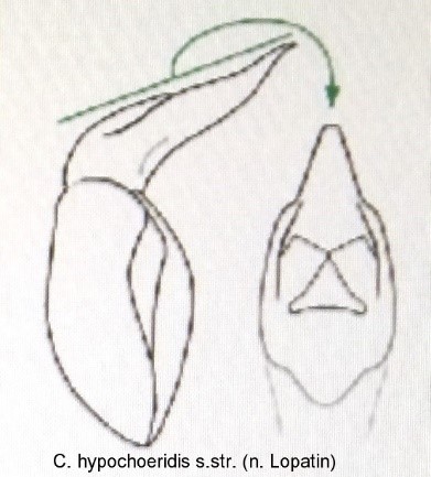 cryptocephalus_hypochoeridis_sstr_aed.jpg