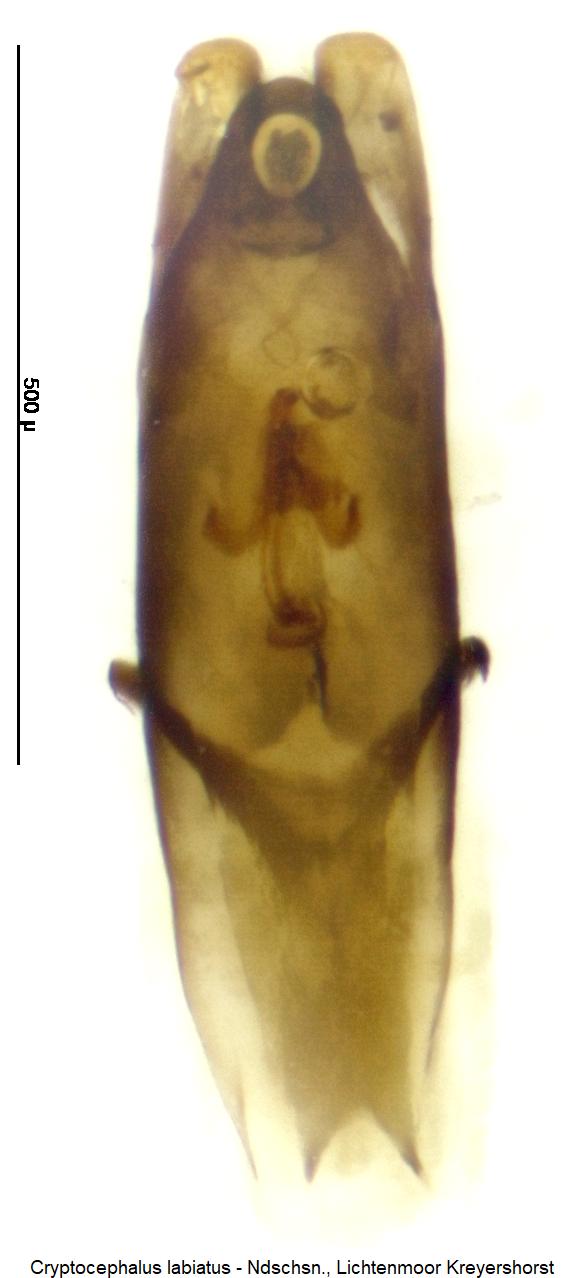 cryptocephalus_labiatus.jpg