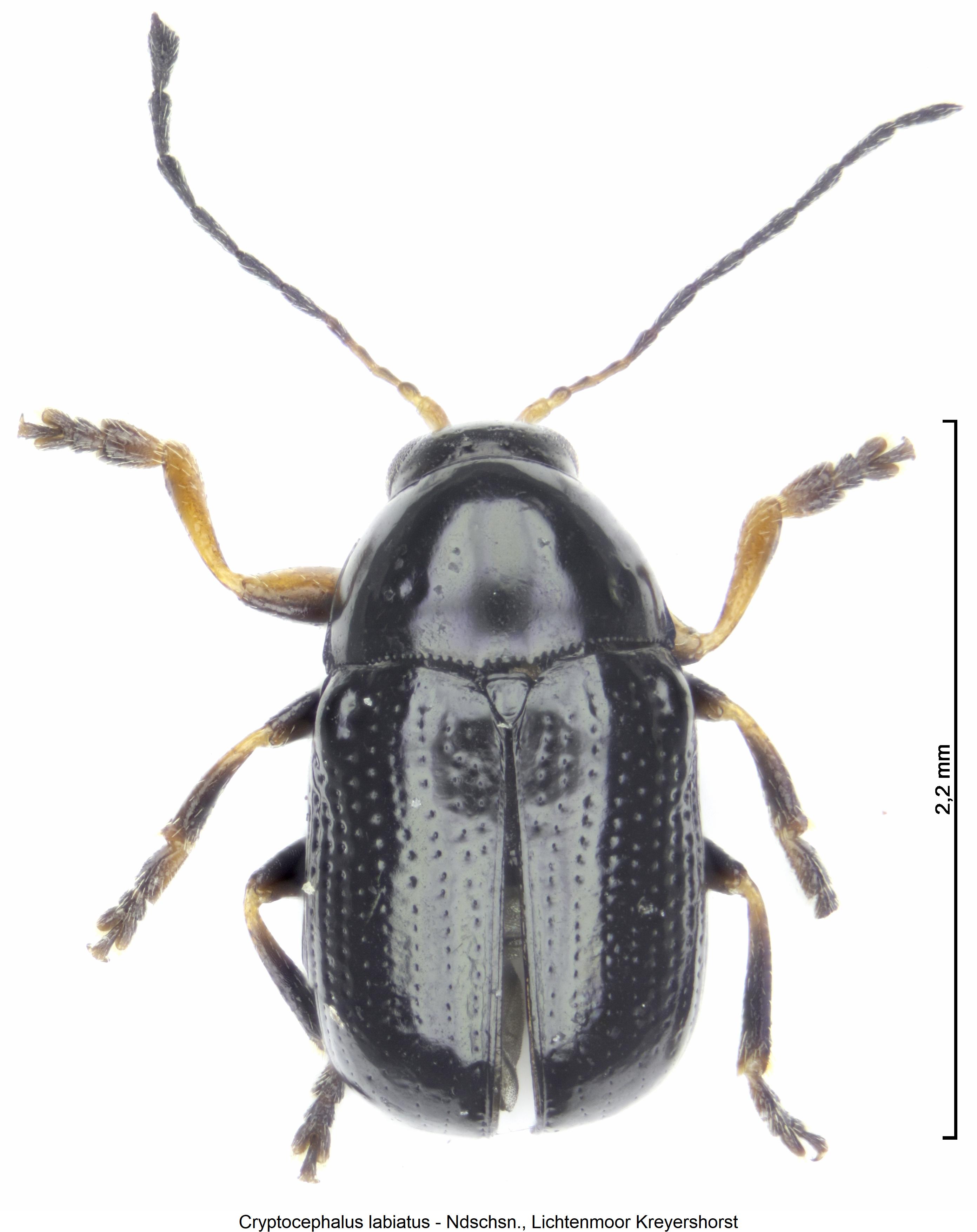 cryptocephalus_labiatus_hab.jpg