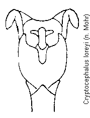 cryptocephalus_loreyi.gif