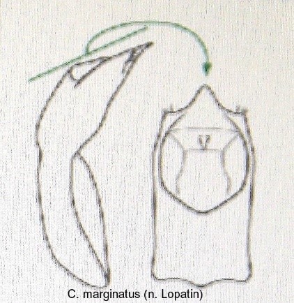 cryptocephalus_marginatus_aed.jpg