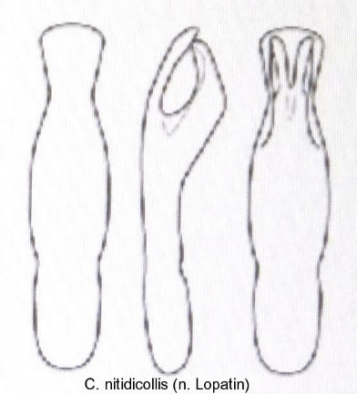 cryptocephalus_nitidicollis_aed.jpg