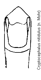 cryptocephalus_nitidulus.gif