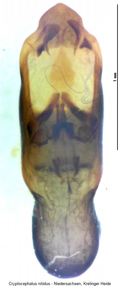 cryptocephalus_nitidus.jpg