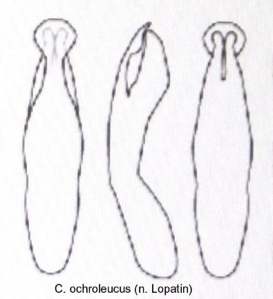 cryptocephalus_ochroleucus_aed.jpg