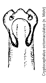 cryptocephalus_octomaculatus.gif