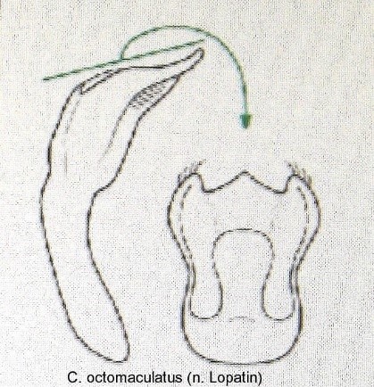 cryptocephalus_octomaculatus_aed.jpg