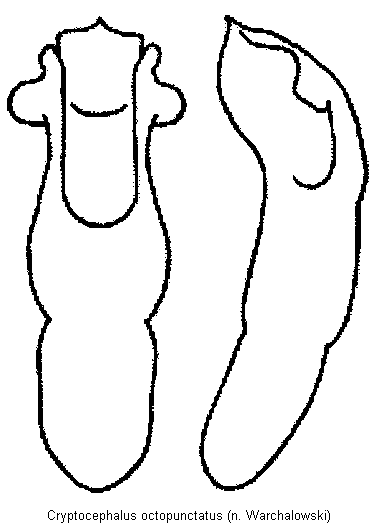 cryptocephalus_octopunctatus_wa.gif