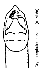 cryptocephalus_parvulus.gif