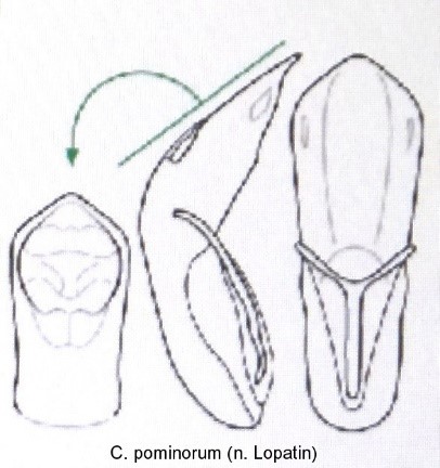 cryptocephalus_pomorium_aed.jpg
