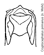 cryptocephalus_primarius.gif