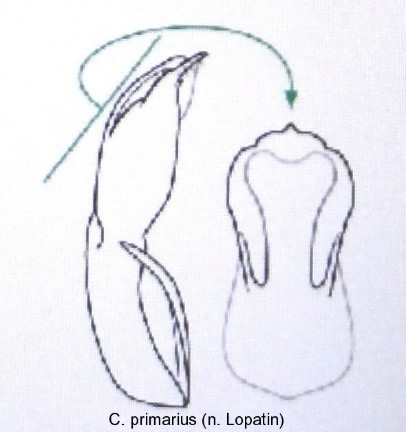 cryptocephalus_primarius_aed.jpg