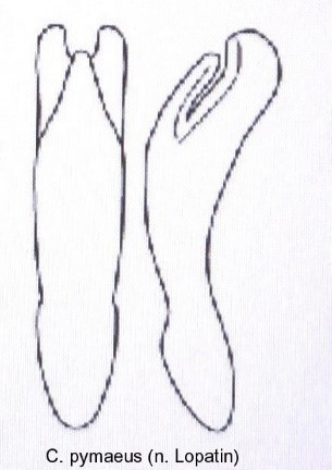 cryptocephalus_pygmaeus_aed.jpg