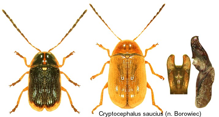 cryptocephalus_saucius.jpg