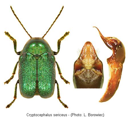 cryptocephalus_sericeus1.jpg