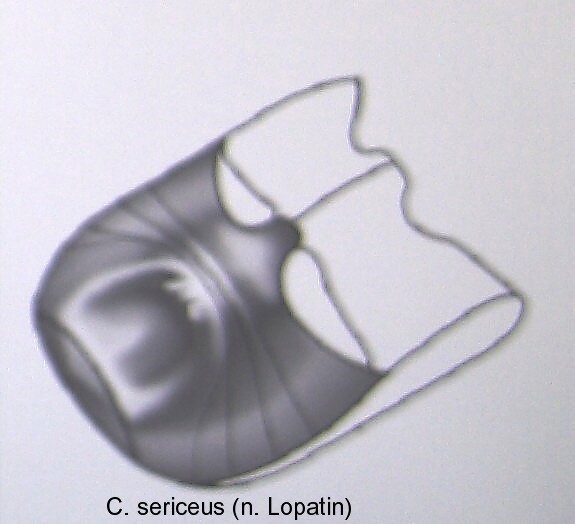 cryptocephalus_sericeus_abd.jpg