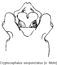 cryptocephalus_sexpunctatus_mo.gif