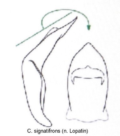cryptocephalus_signatifrons_aed.jpg