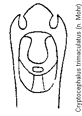 cryptocephalus_trimaculatus.gif