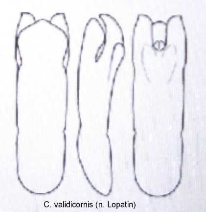 cryptocephalus_validicornis_aed.jpg