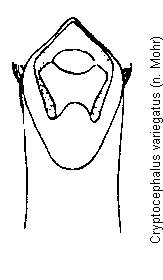 cryptocephalus_variegatus.gif