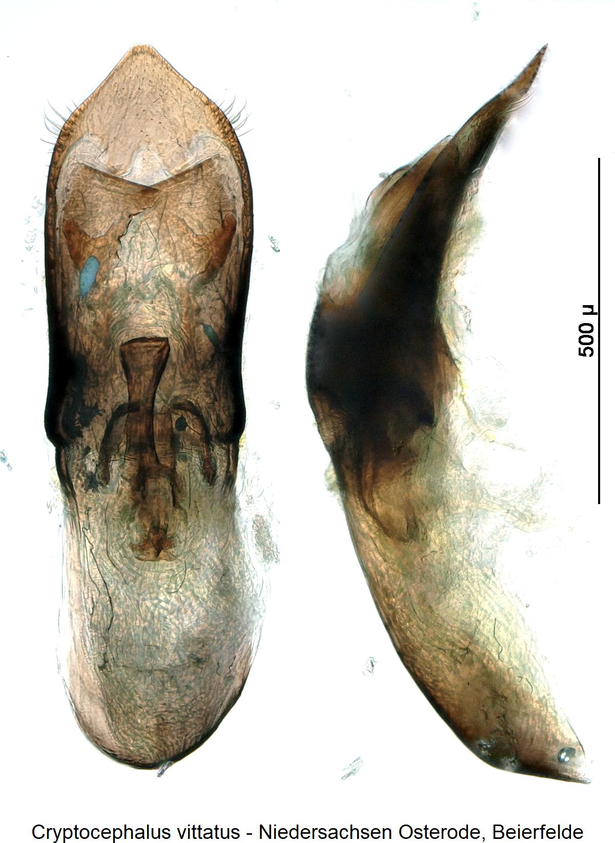 cryptocephalus_vittatus1.jpg
