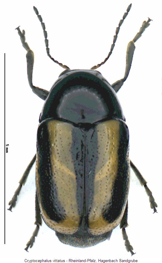 cryptocephalus_vittatus_hab.jpg