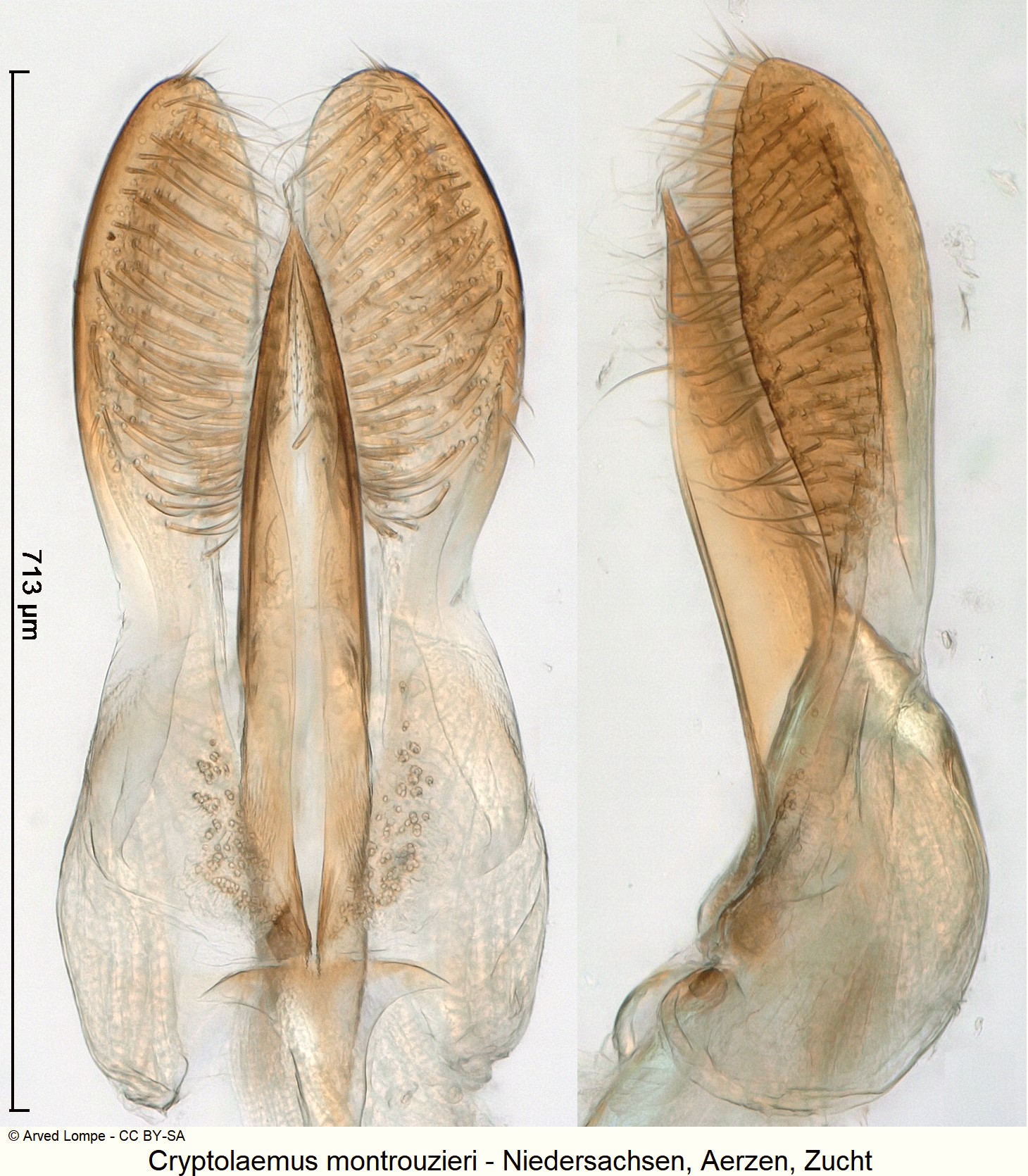 cryptolaemus_montrouzieri_ck35440007-1.jpg