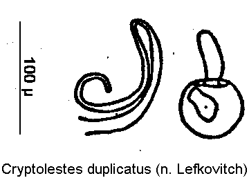 cryptolestes_duplicatus_sperm.gif