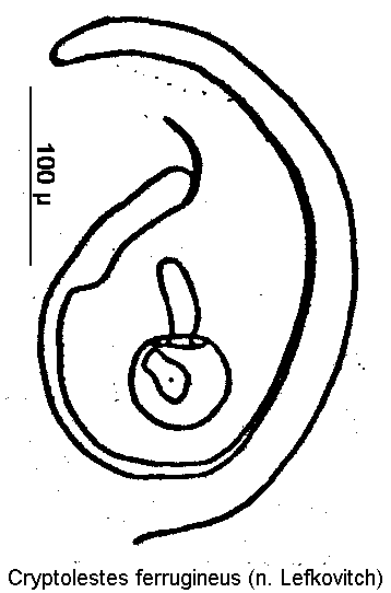 cryptolestes_ferrugineus_sperm.gif