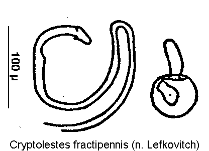 cryptolestes_fractipennis_sperm.gif