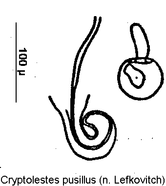 cryptolestes_pusillus_sperm.gif