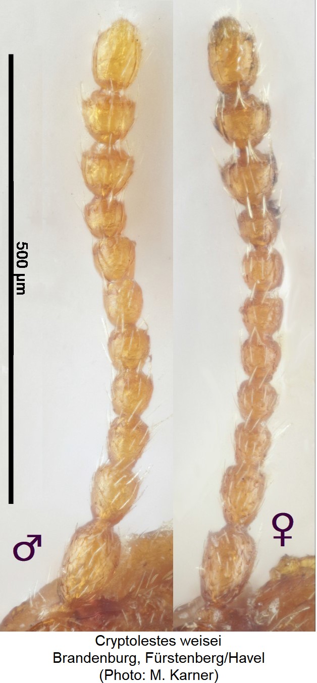 cryptolestes_weisei_f.jpg