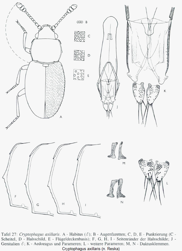 cryptophagus_axillaris.gif