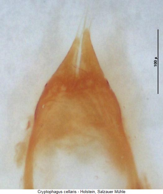 cryptophagus_cellaris.jpg